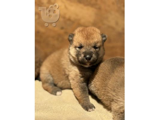Κουτάβια Shiba Inu